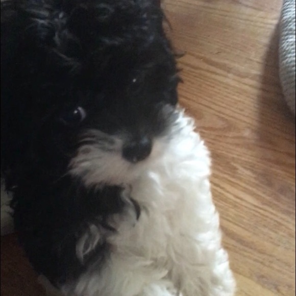 Meet your Posher, Sasha - Picture 3 of 7